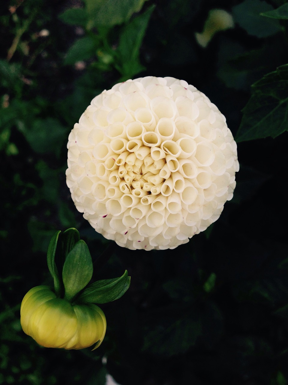 dahlia, flower, white, blossom, bloom, party, happiness, hobby, creative, flower background, love, gratitude, spring, fragrance, aroma, perfume, active ingredient, cosmetics, spa, beauty, beautiful, beautiful flowers, cellular, women's day, easter, pentecost, flower wallpaper, garden, park, nature, relaxation, gift, surprise